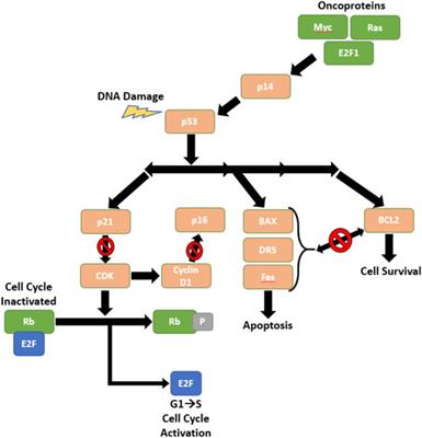 Absence of Biomarker-Driven Treatment Options in Small Cell Lung Cancer, and Selected Preclinical Candidates for Next Generation Combination Therapies